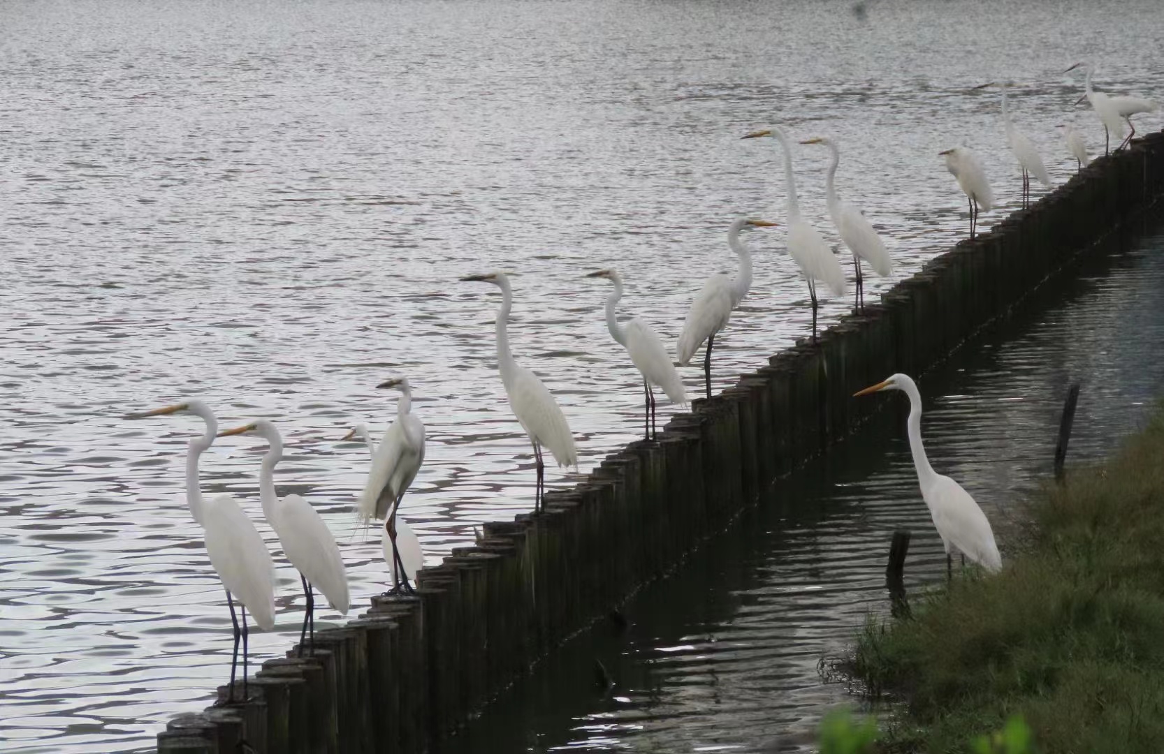 Egrets line up for food after spring rains