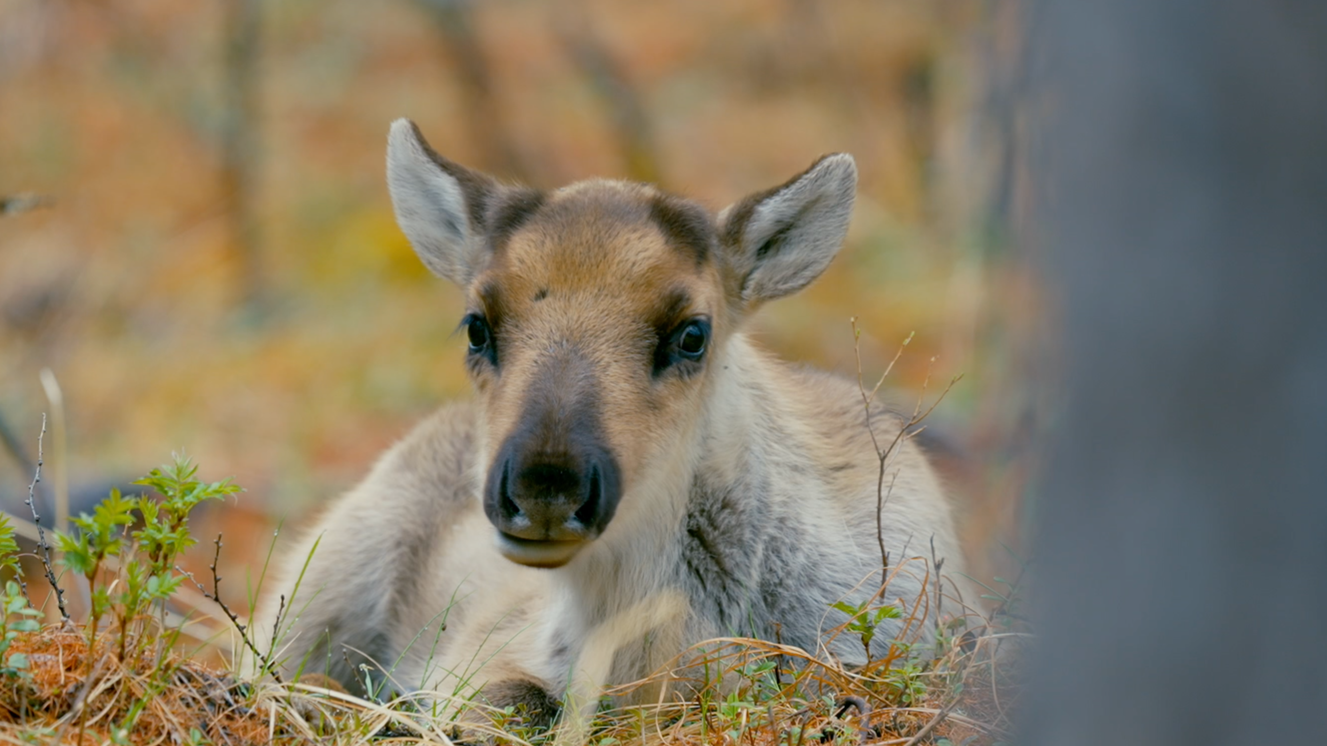 Hanma Series | Episode 4: Land of reindeer