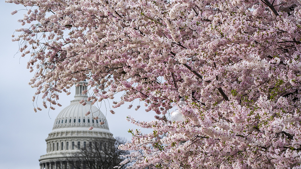 Cherry trees in full bloom frame the Capitol in Washington D.C., U.S., March 27, 2023. /CFP