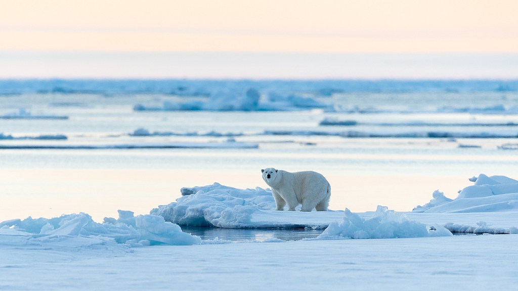 A polar bear on an ice floe in the Arctic. /CFP