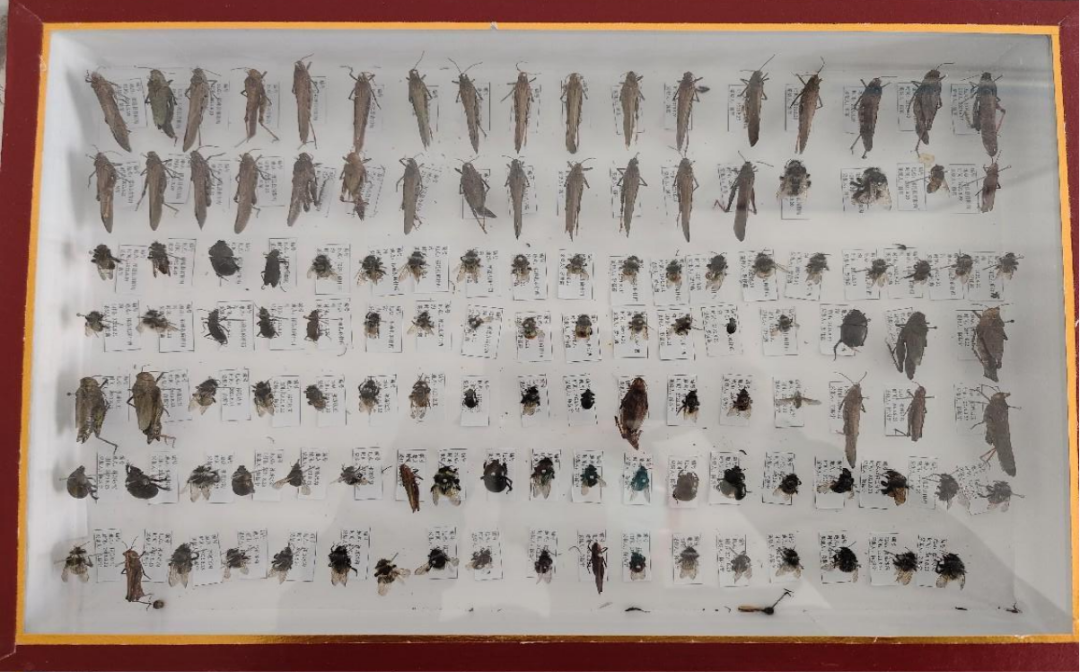 Insect specimens. /Courtesy of Qilian Mountain National Park