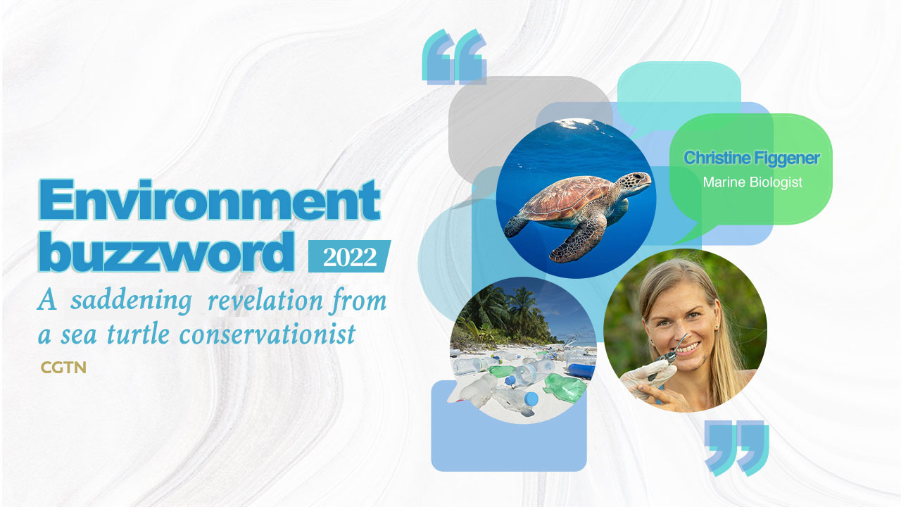 Buzzword: A saddening revelation from a sea turtle conservationist