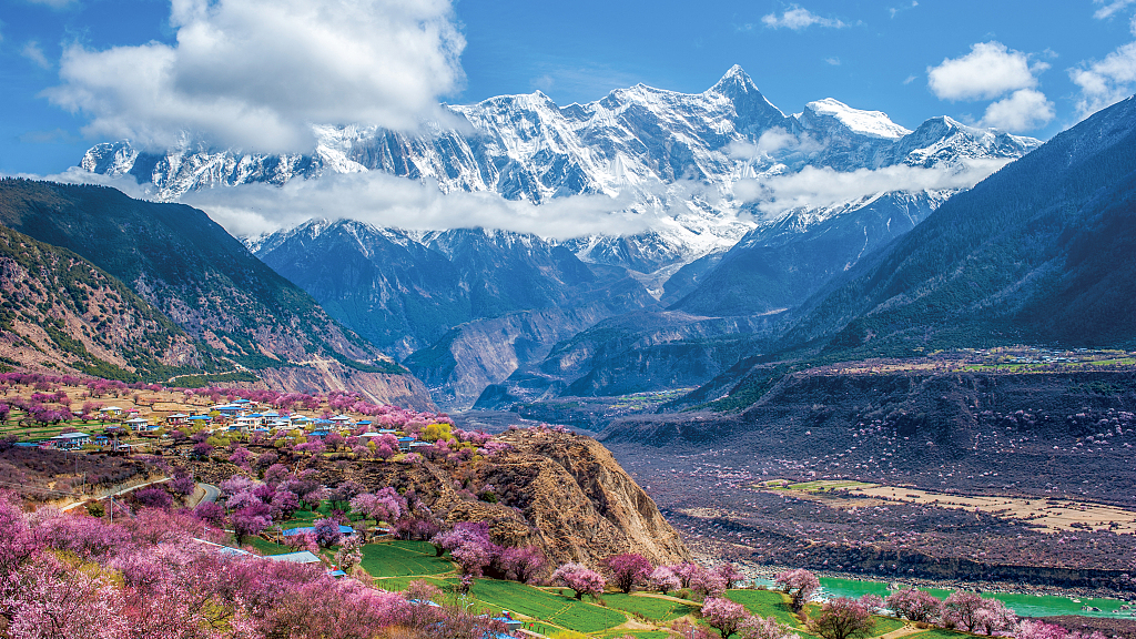 Live: Enjoy Nyingchi peach blossoms in southwest China's Tibet – Ep. 6