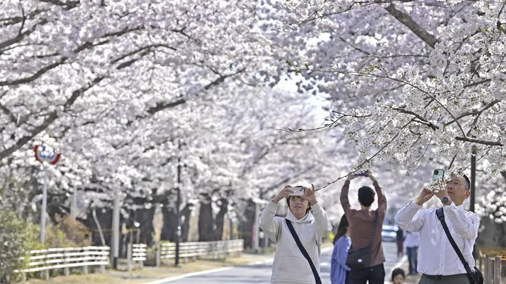 Visitors take photos of cherry blossoms in Tomioka town, Fukushima prefecture, Japan, April 1, 2023. /AP