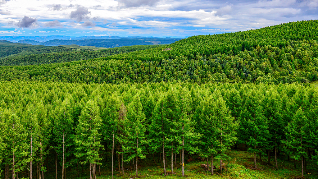 Forest in north China's Inner Mongolia Autonomous Region. /VCG