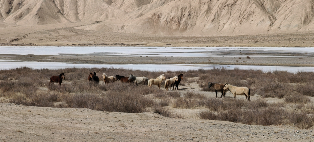 Horses graze at the Arjin Mountains, Xinjiang Uygur Autonomous Region, Northwest China, April 2, 2023. 