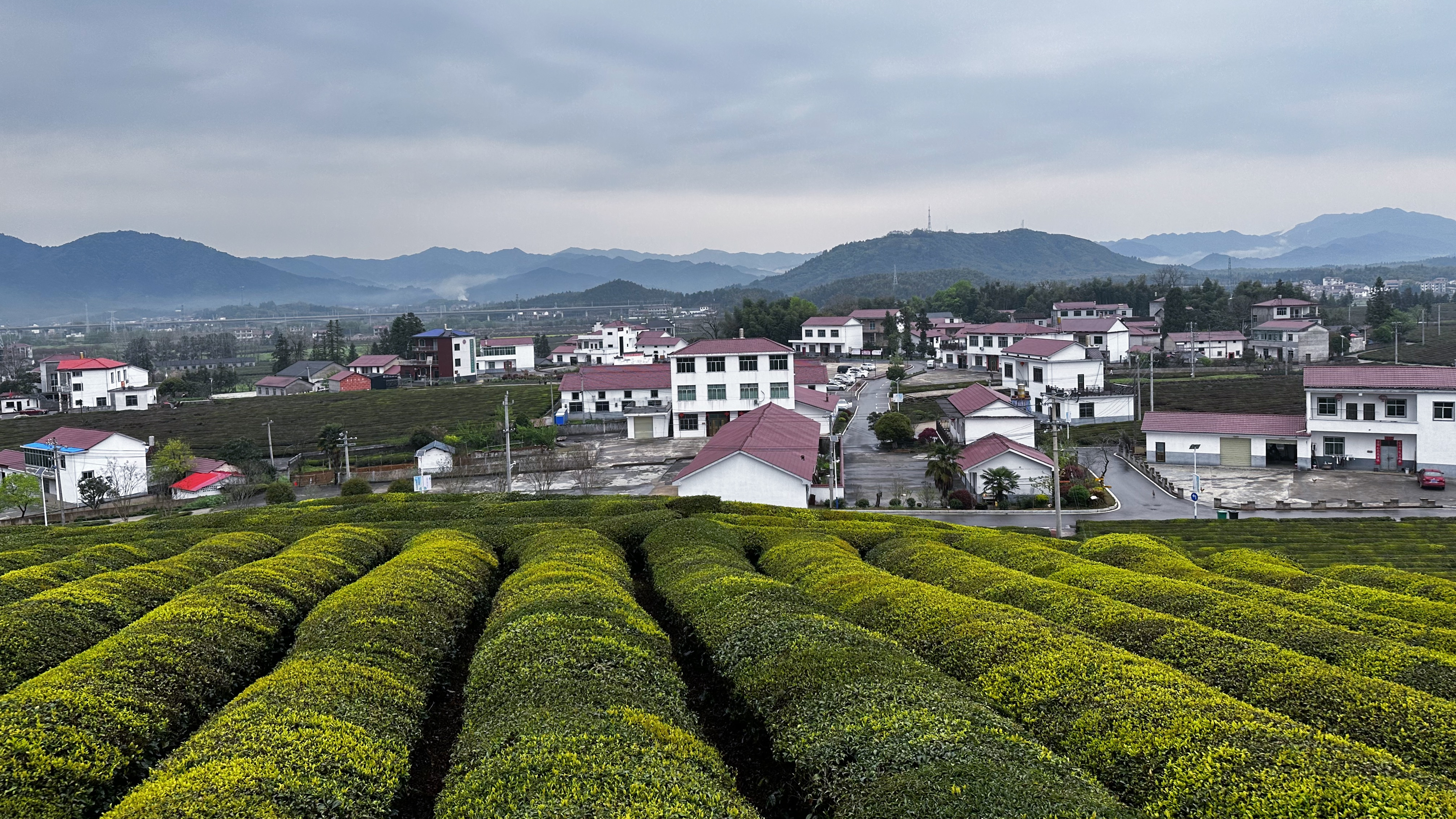 Tea industry in Jiangxi Province's Fuliang County crucial for local rural revitalization 