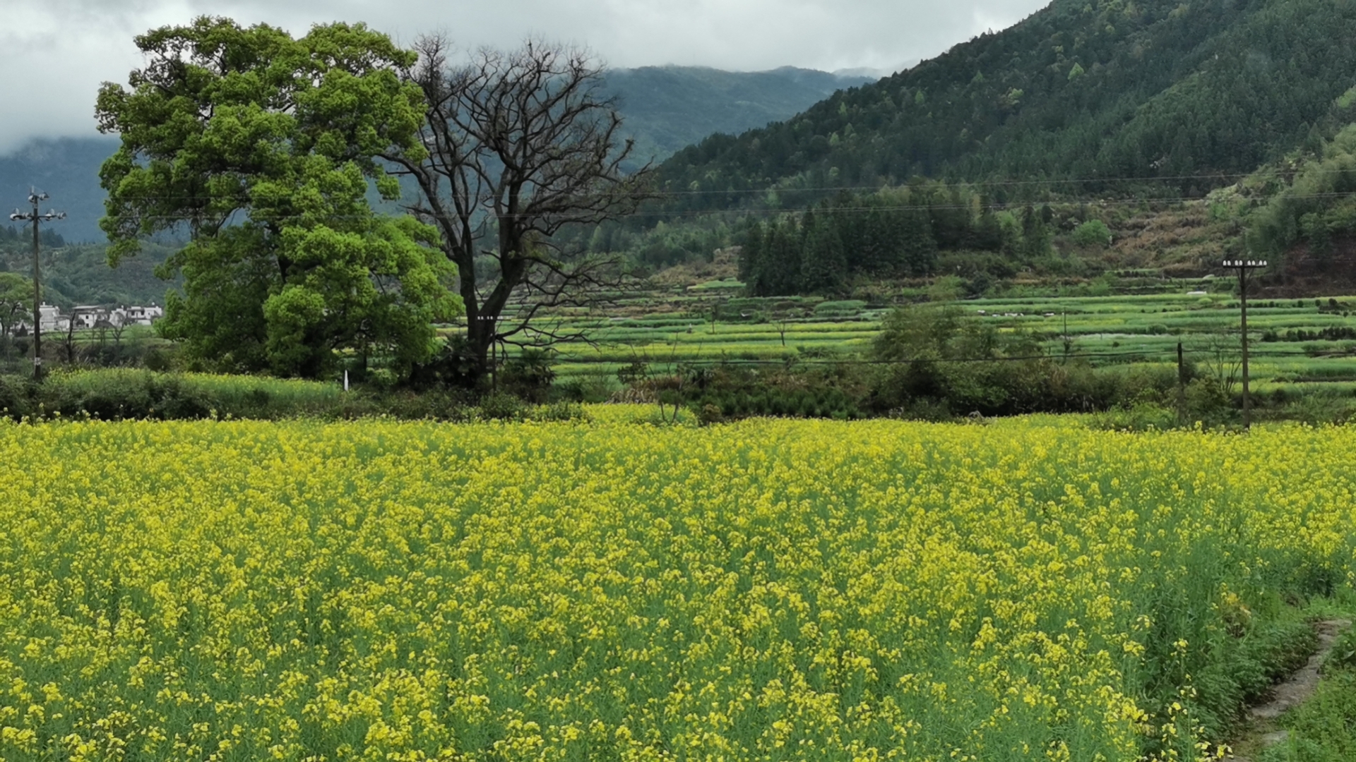 Rapeseed flowers in Shangrao City in east China's Jiangxi Province are in full bloom! The idyllic scenery is in perfect contrast with Huizhou-style residential houses, attracting tourists and photographers all over the country each year. April 4, 2023. /CGTN