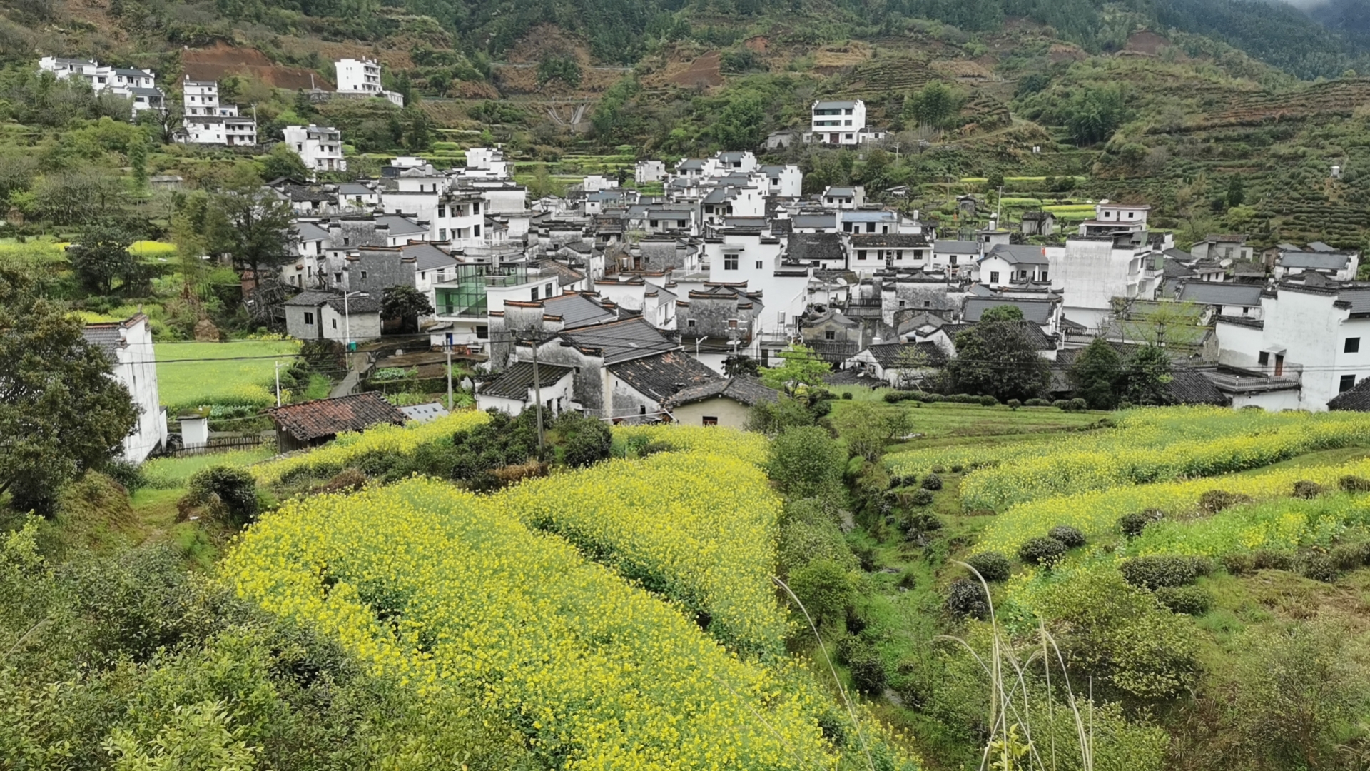 Rapeseed flowers in Shangrao City in east China's Jiangxi Province are in full bloom! The idyllic scenery is in perfect contrast with Huizhou-style residential houses, attracting tourists and photographers all over the country each year. April 4, 2023. /CGTN