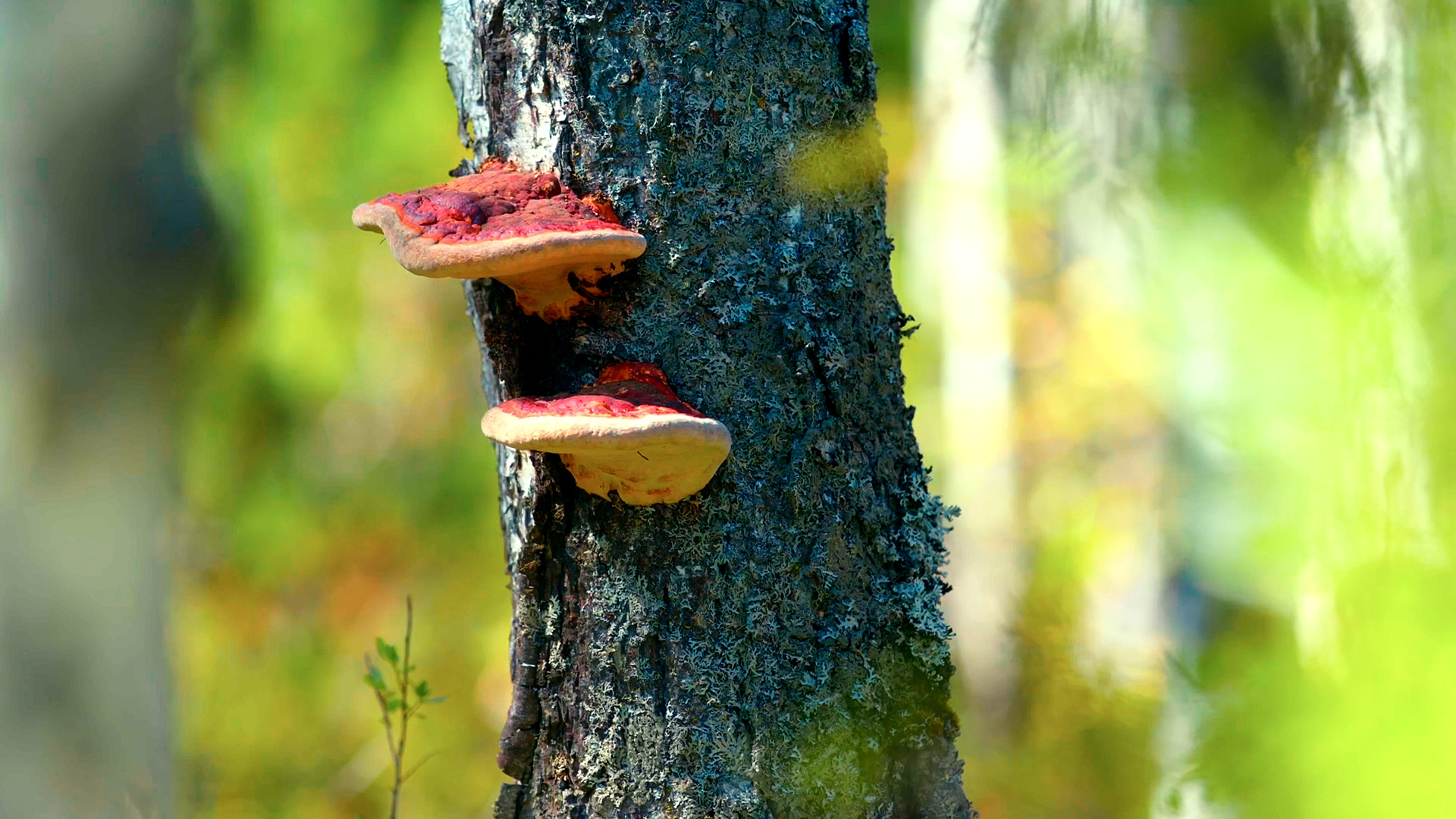 Hanma Series | Episode 8: Pristine shade