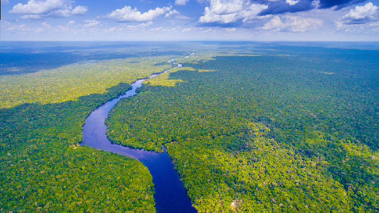 Amazon Indigenous lands absorb pollutants, prevent disease: study - CGTN