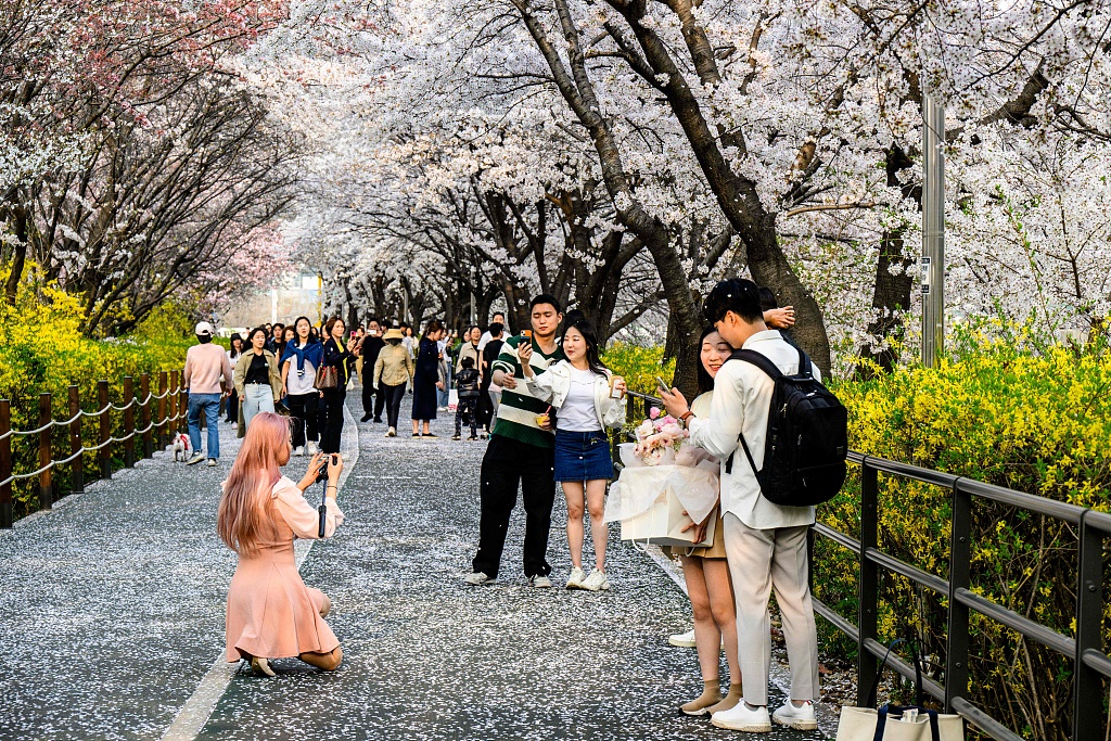 People take selfies beneath cherry blossoms in full bloom along a street in Seoul, South Korea, April 1, 2023. /CFP