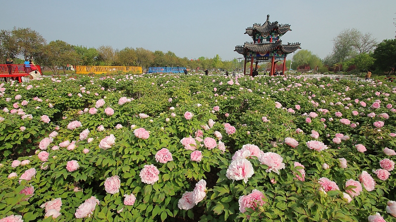 Live: Enjoy blooming peonies in Heze City, the peony capital of China – Ep. 4