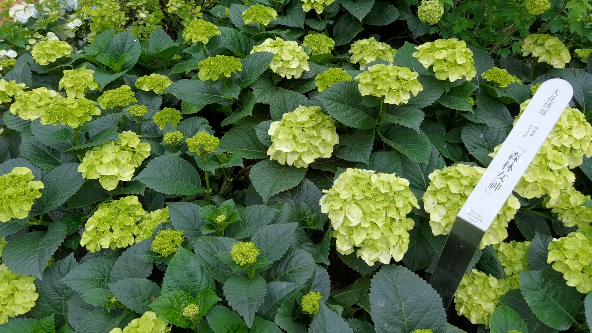 Live: Embrace the vibrant springtime at Greater Bay Area Flower Show