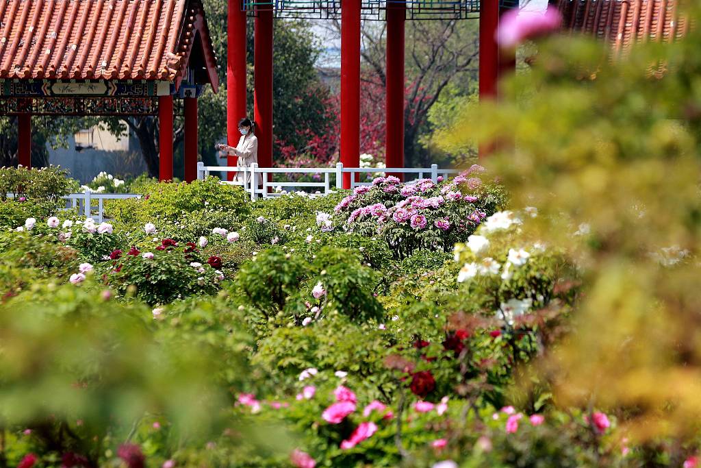 The Baihua Garden created during the Ming Dynasty is known as the ‘Peony Treasure Garden’ due to the number of extremely valuable peony varieties grown in the area. /CFP