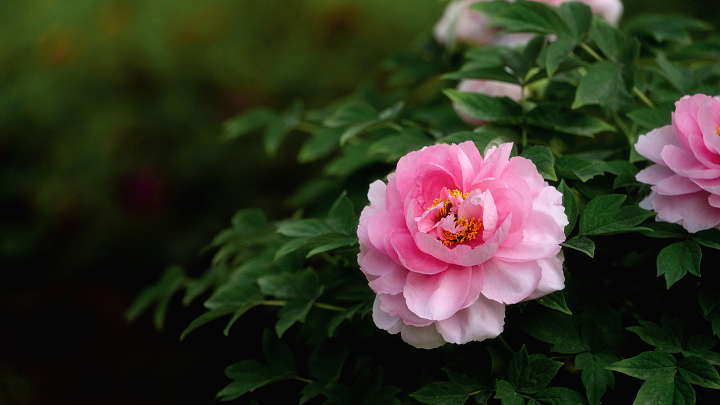 Live: Enjoy blooming peonies in Heze City, the peony capital of China ...