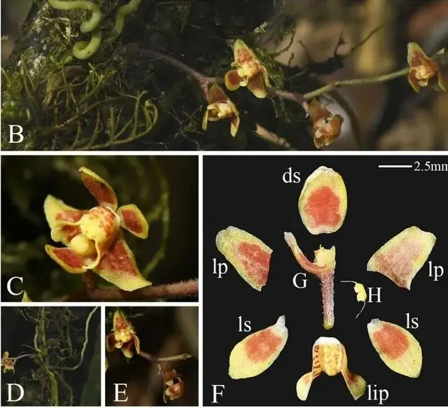 The floral structure of a rare orchid species, named Chiloschista densiflora, found in Metok County, Tibet, March 2023. 