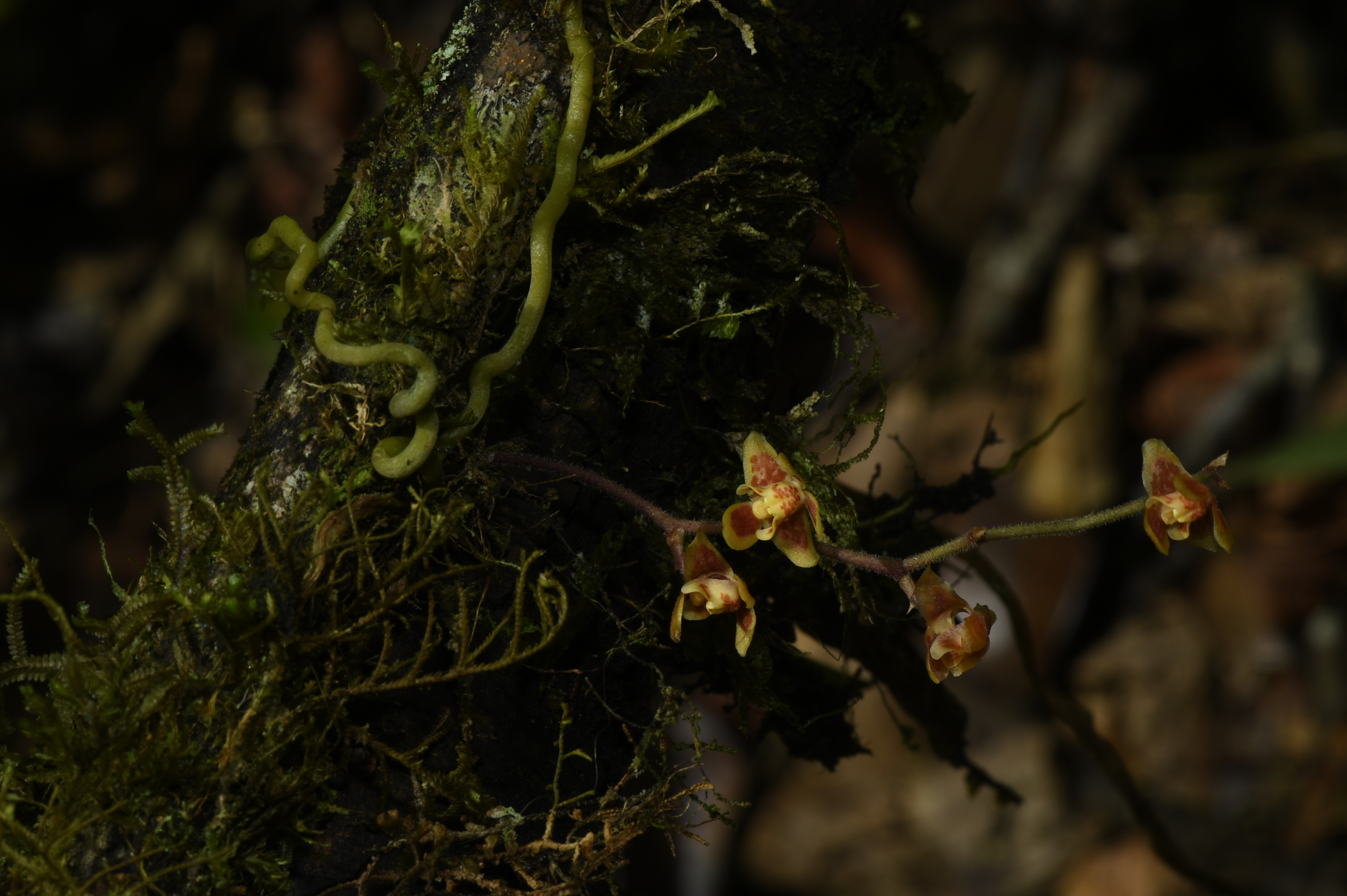 Rare orchid species discovered in China's Tibet