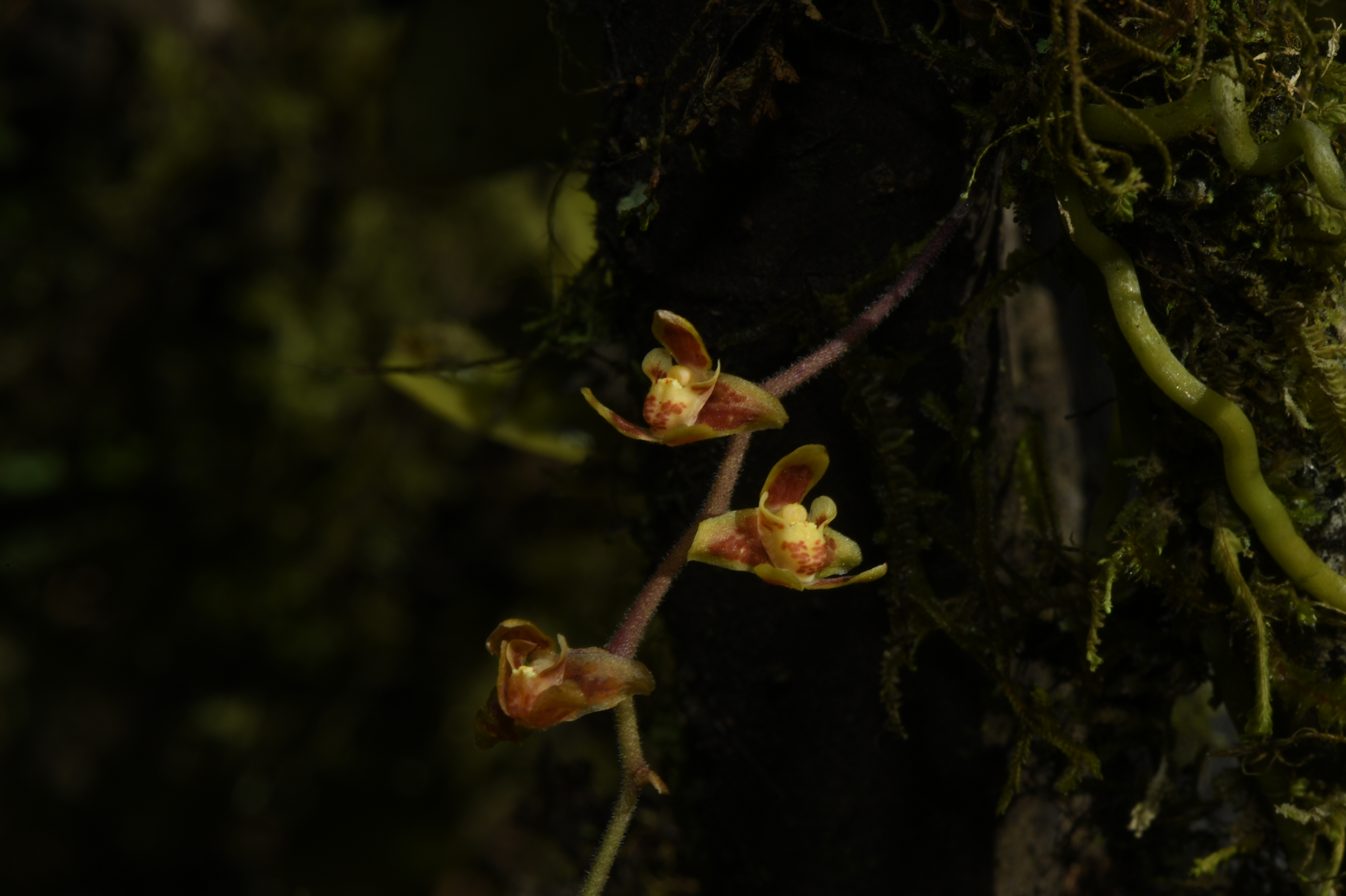 Rare orchid species discovered in China's Tibet