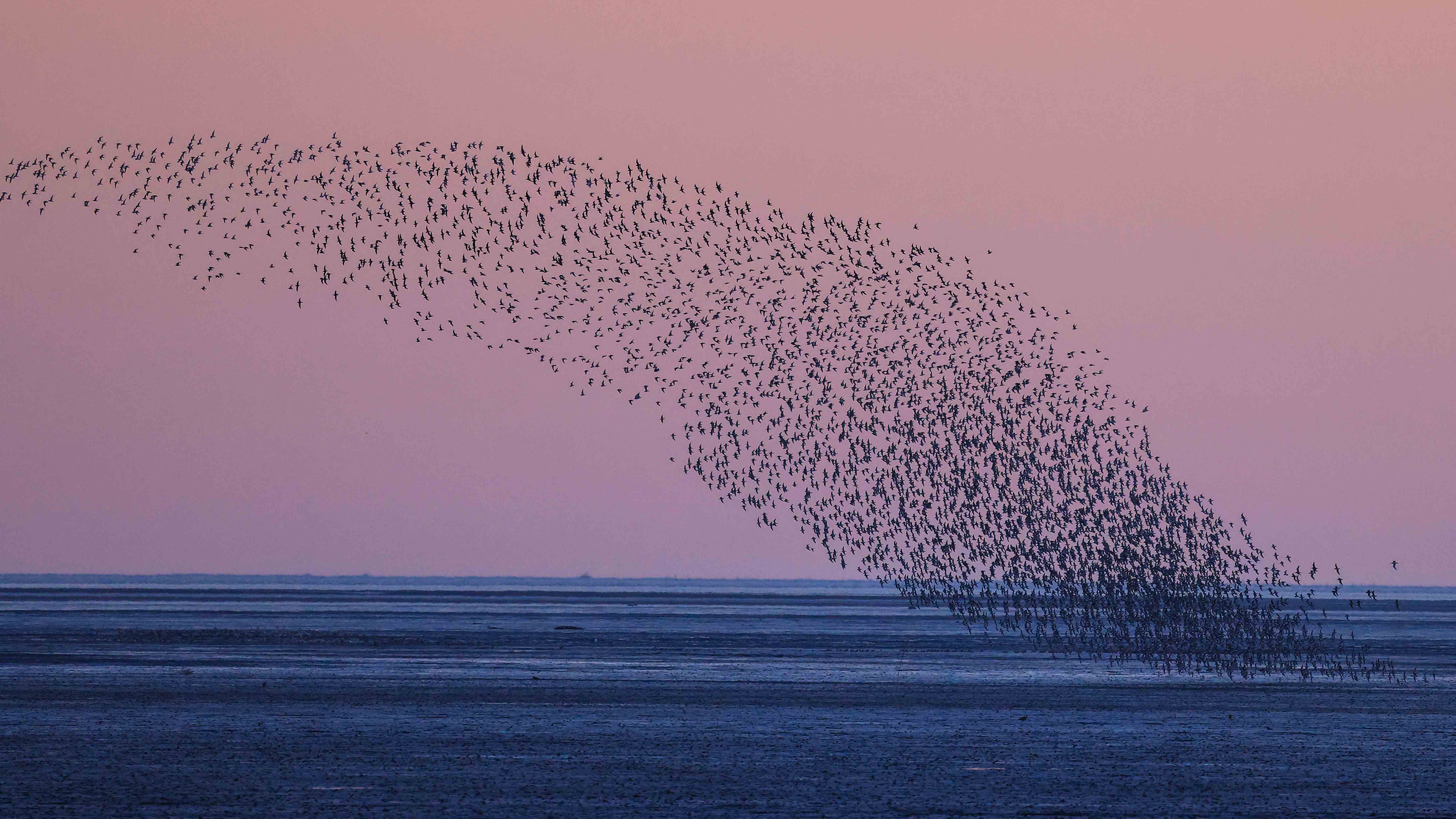 'Bird wave':  One of the most wonderful views on Earth