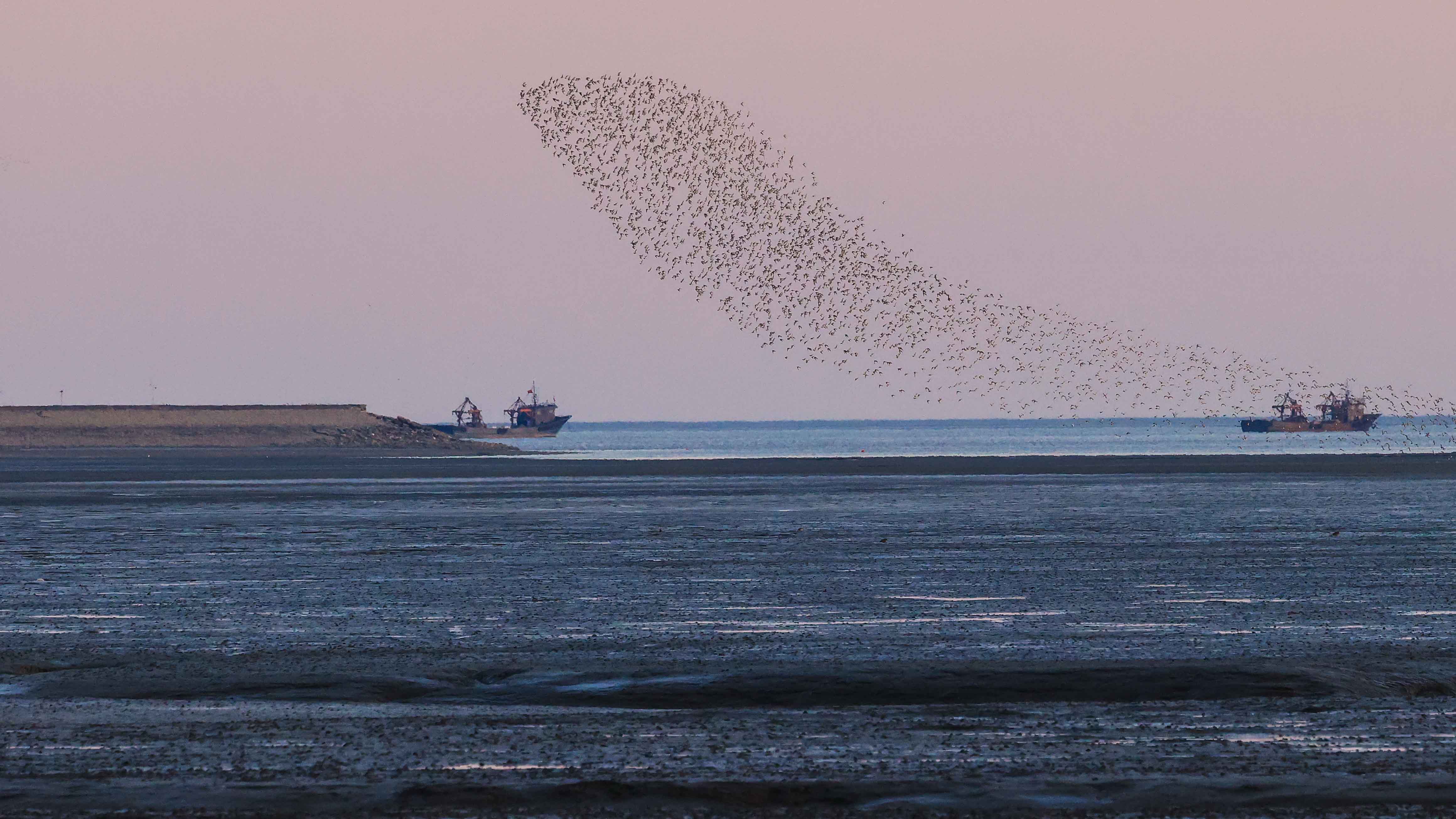 Slide and check how the flock changes its shape while flying in Dandong City, northeast China's Liaoning Province, April 7, 2023. /Sun Xiaohong