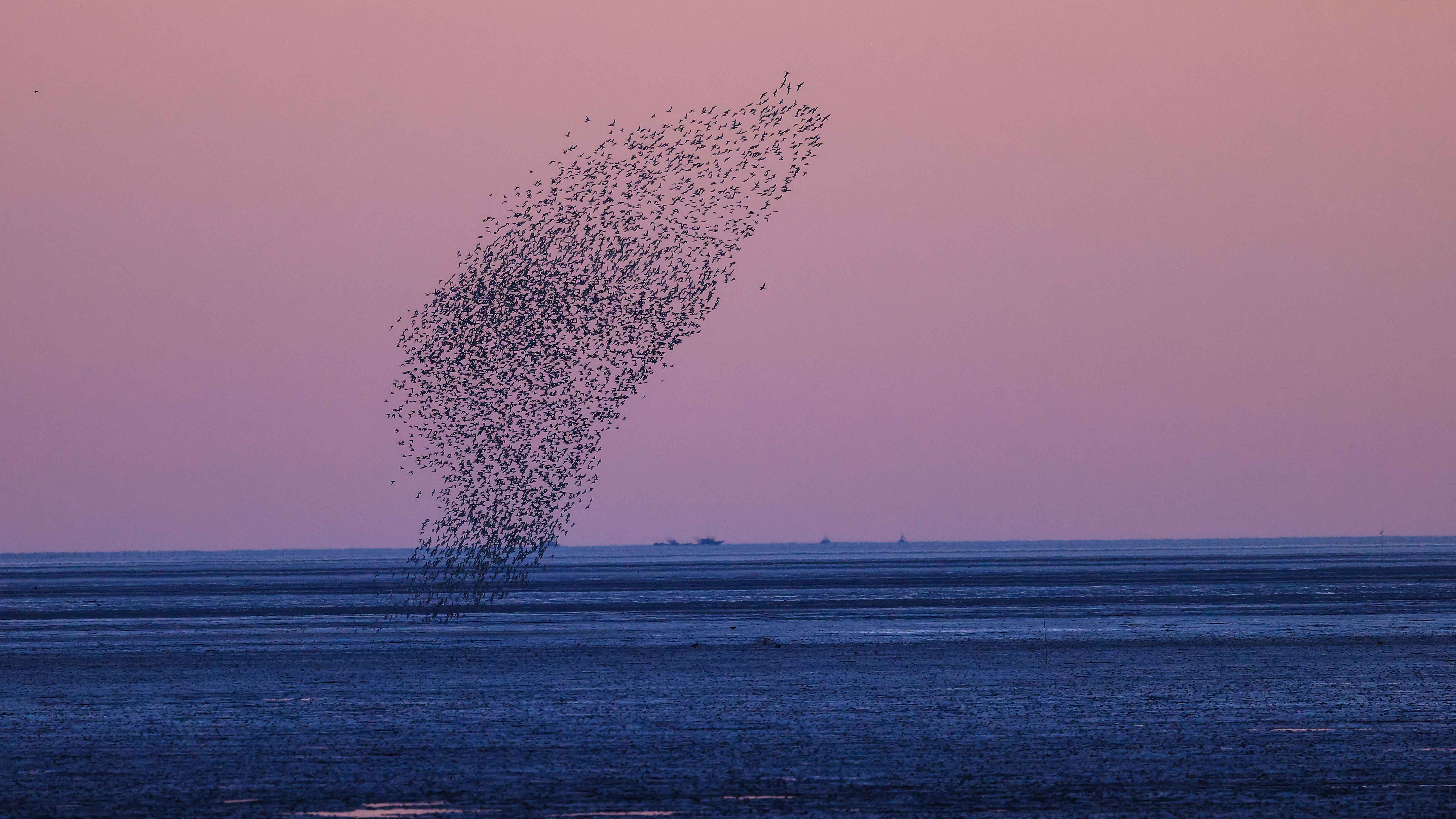 'Bird wave':  One of the most wonderful views on Earth