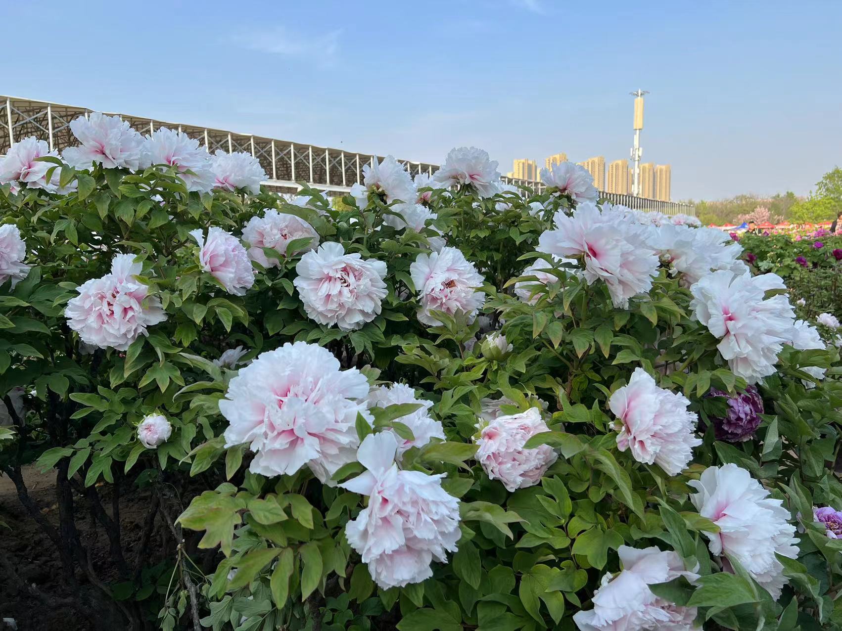 Blooming peonies in China's peony capital of Heze in Shandong Province, April 8, 2023. /CGTN