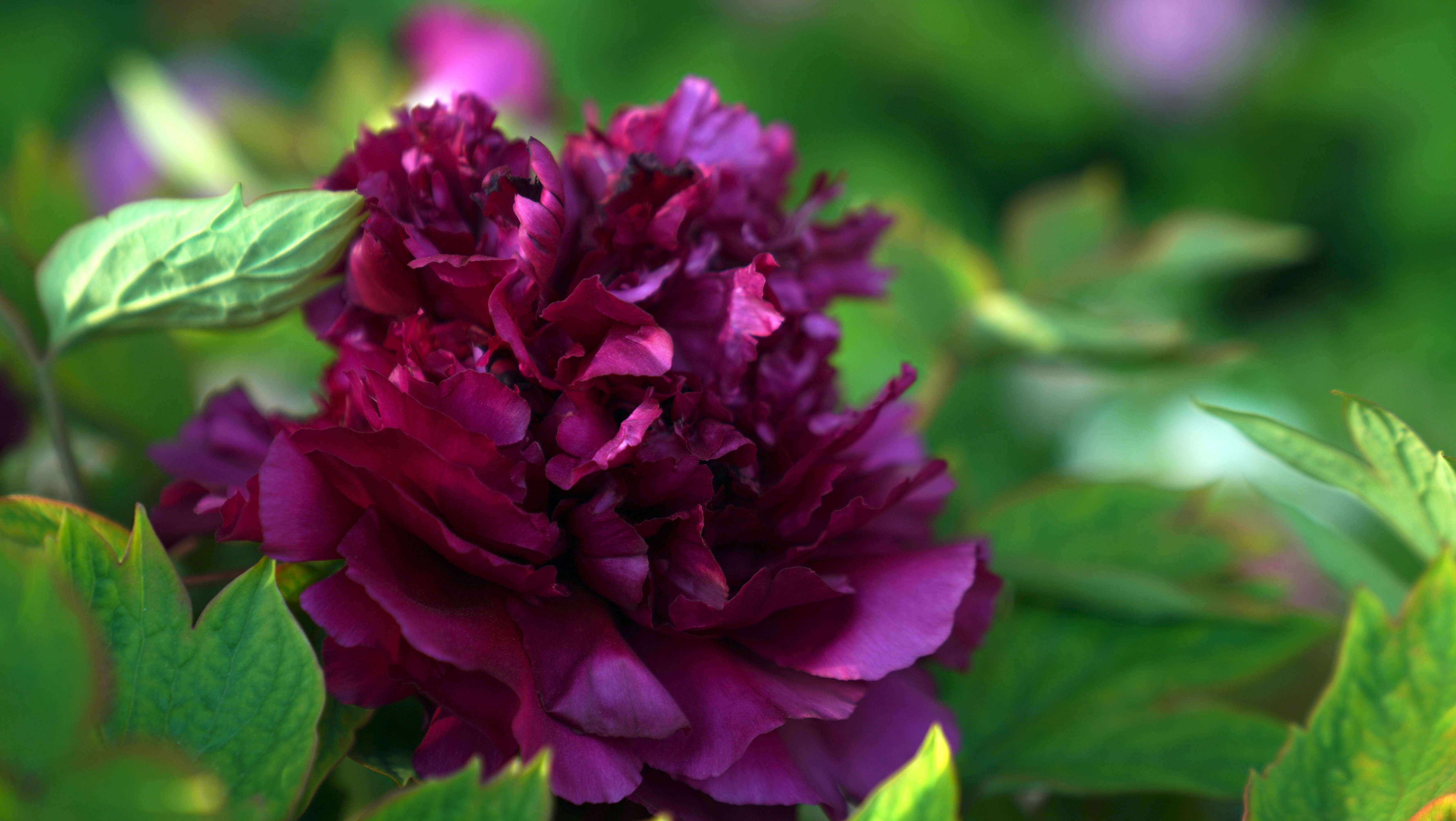 Peony flowers in a diverse range of colors and varieties are in full bloom in Heze, Shandong, April 8, 2023. /CGTN