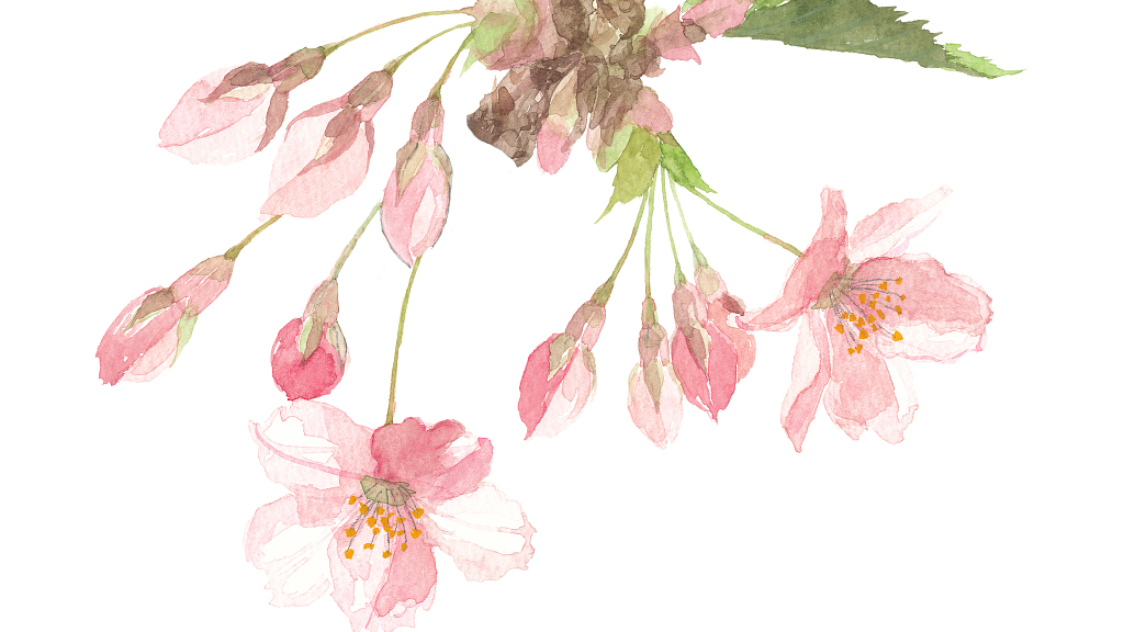 Hand-painted illustrations of cherry blossoms. /VCG