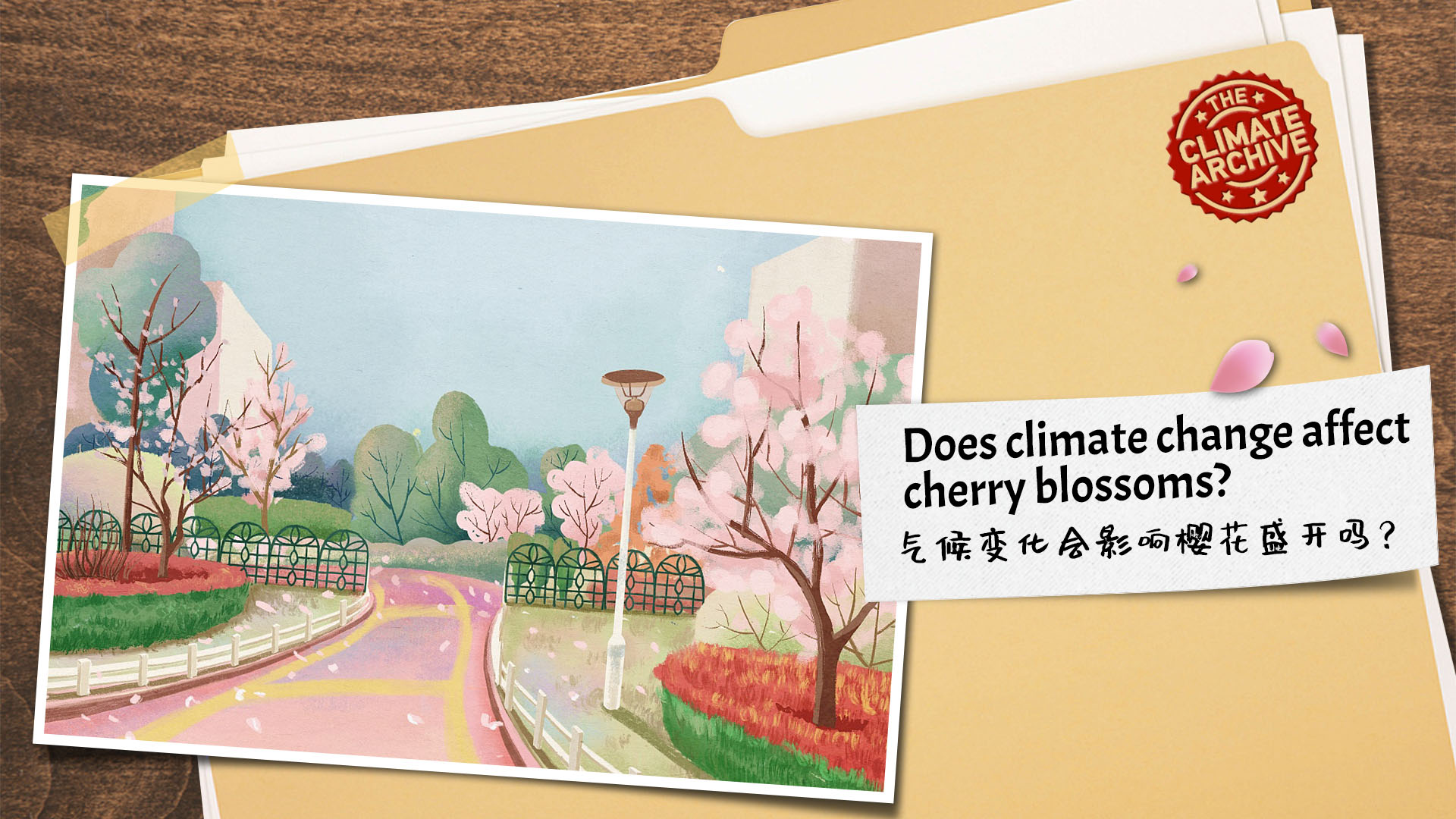 Climate Archive: Does climate change affect cherry blossoms?
