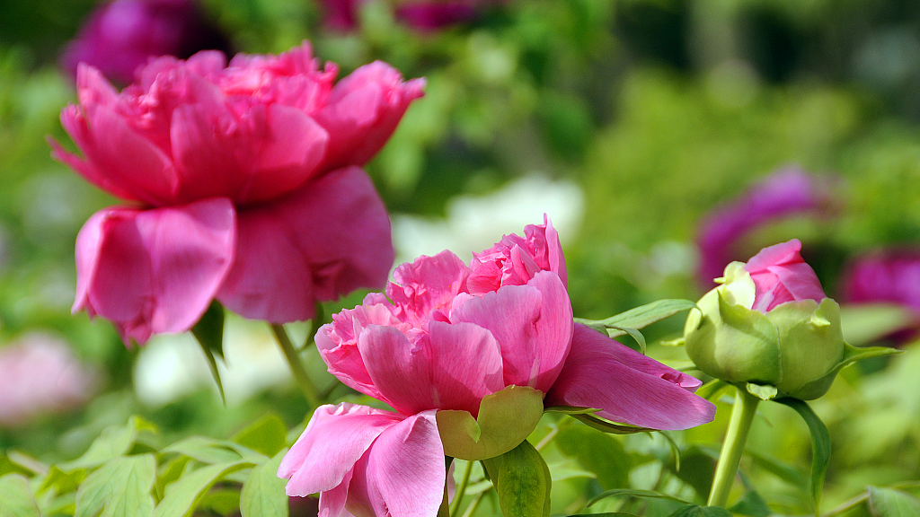 Peony flowers are in full bloom in Heze, Shandong. /CFP
