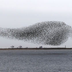 Yalu Fish Live: Get closer to 'bird wave' at Yalu River estuary - CGTN