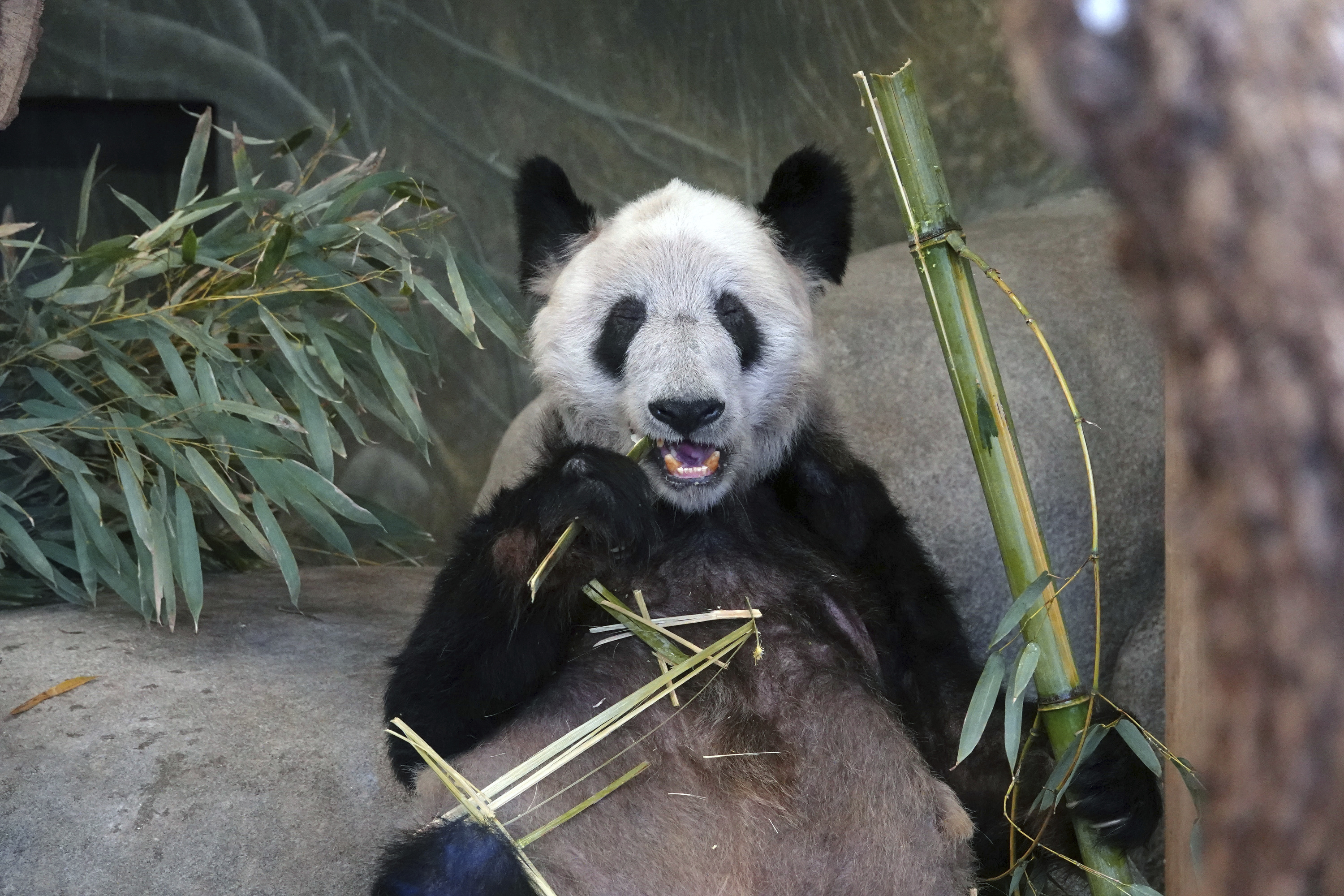 Ya Ya, a Giant Panda at the Memphis Zoo eats bamboo on Saturday, April 8, 2023, in Memphis, Tenn. /AP