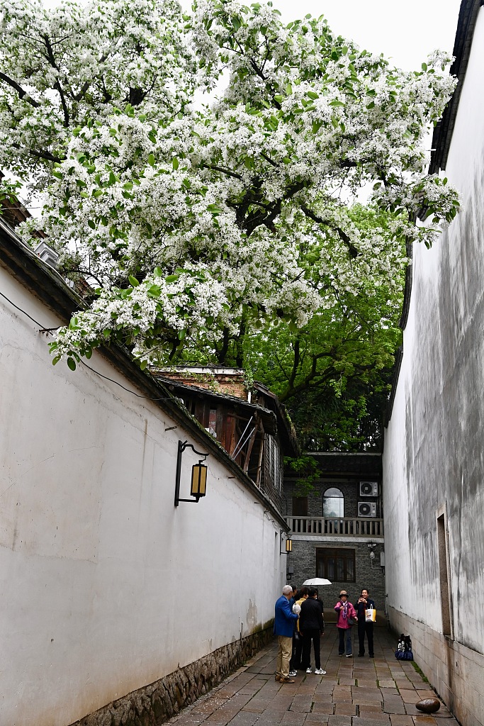 Tourists enjoy the view of blossoms hanging over ancient walls in the ancient Sanfang Qixiang neighborhood. /VCG