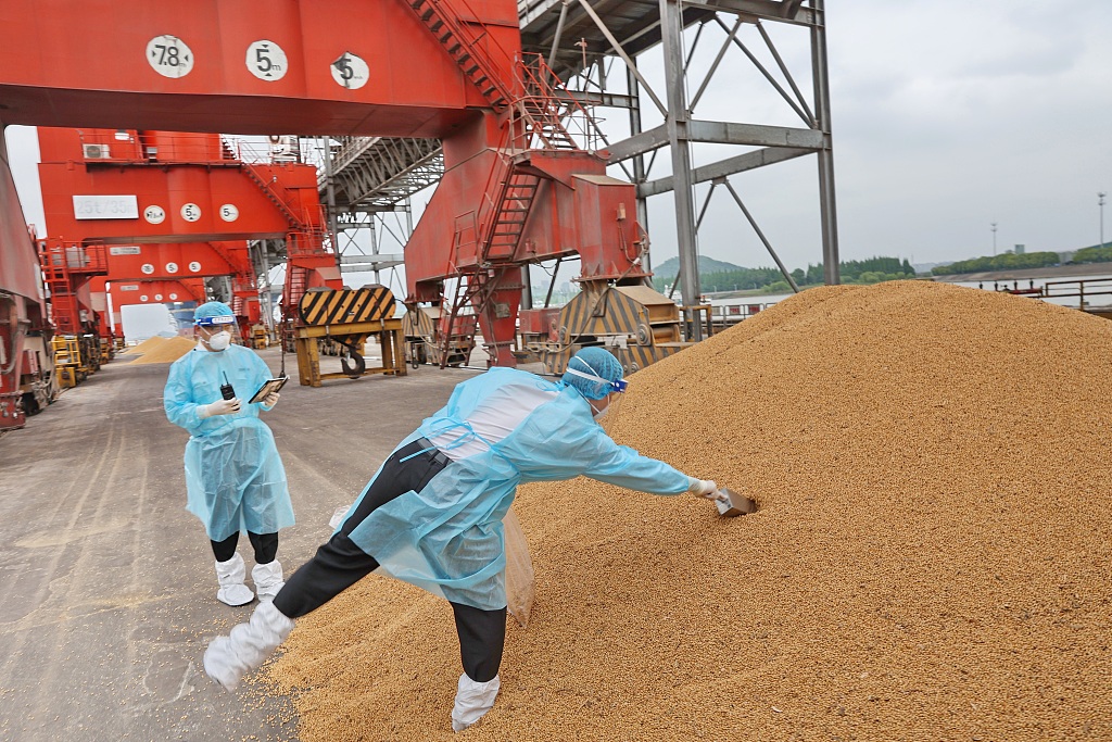 Customs officers check soybeans imported from Brazil at the Port of Nantong in east China's Jiangsu Province, May 10, 2022. /CFP
