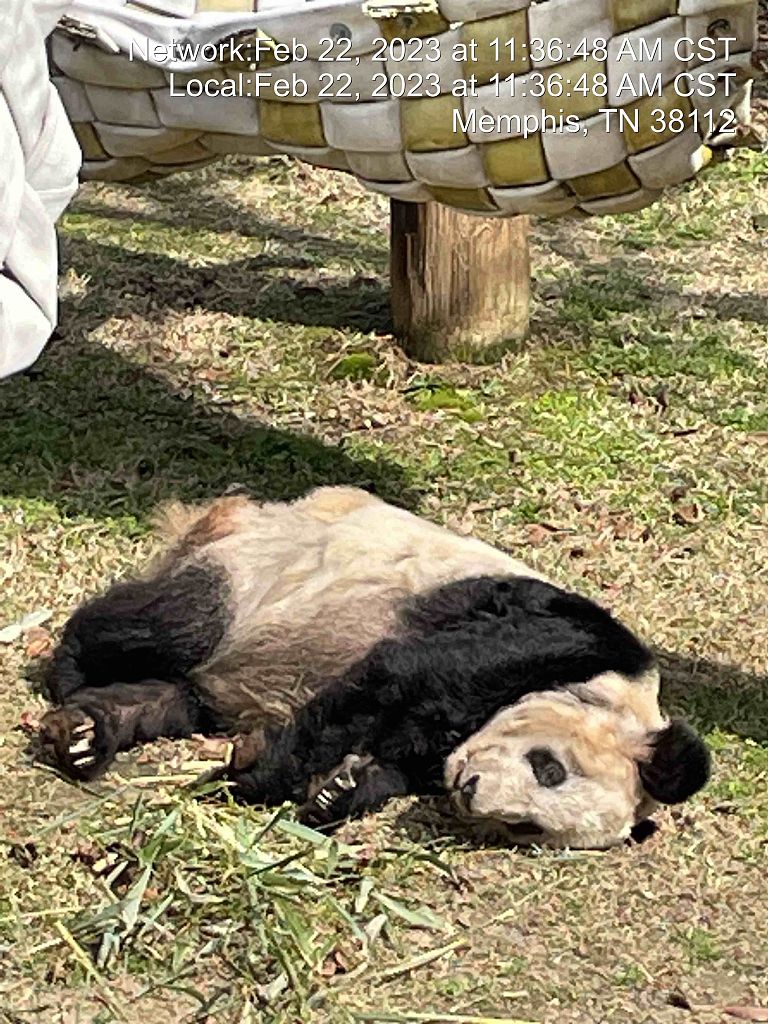 A photo taken on Feb. 22, 2023 at Memphis Zoo shows Ya Ya looking underweight, haggard and suffering from severe fur loss due to a skin disease. /CFP