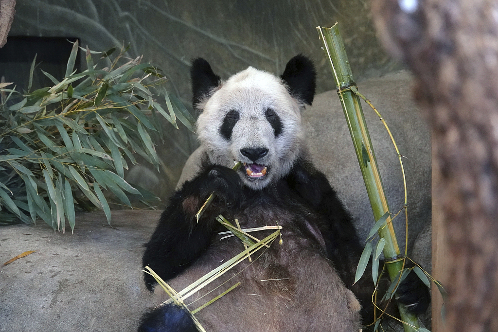 Ya Ya is seen munching on some bamboo on April 8, 2023, during a farewell party held by Memphis Zoo. Around 500 panda lovers attended. /CFP