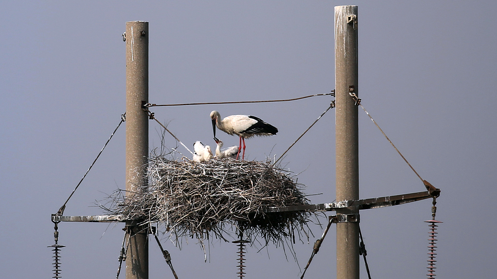 Live: Oriental white storks enter peak incubation period at Yellow River Delta National Nature Reserve