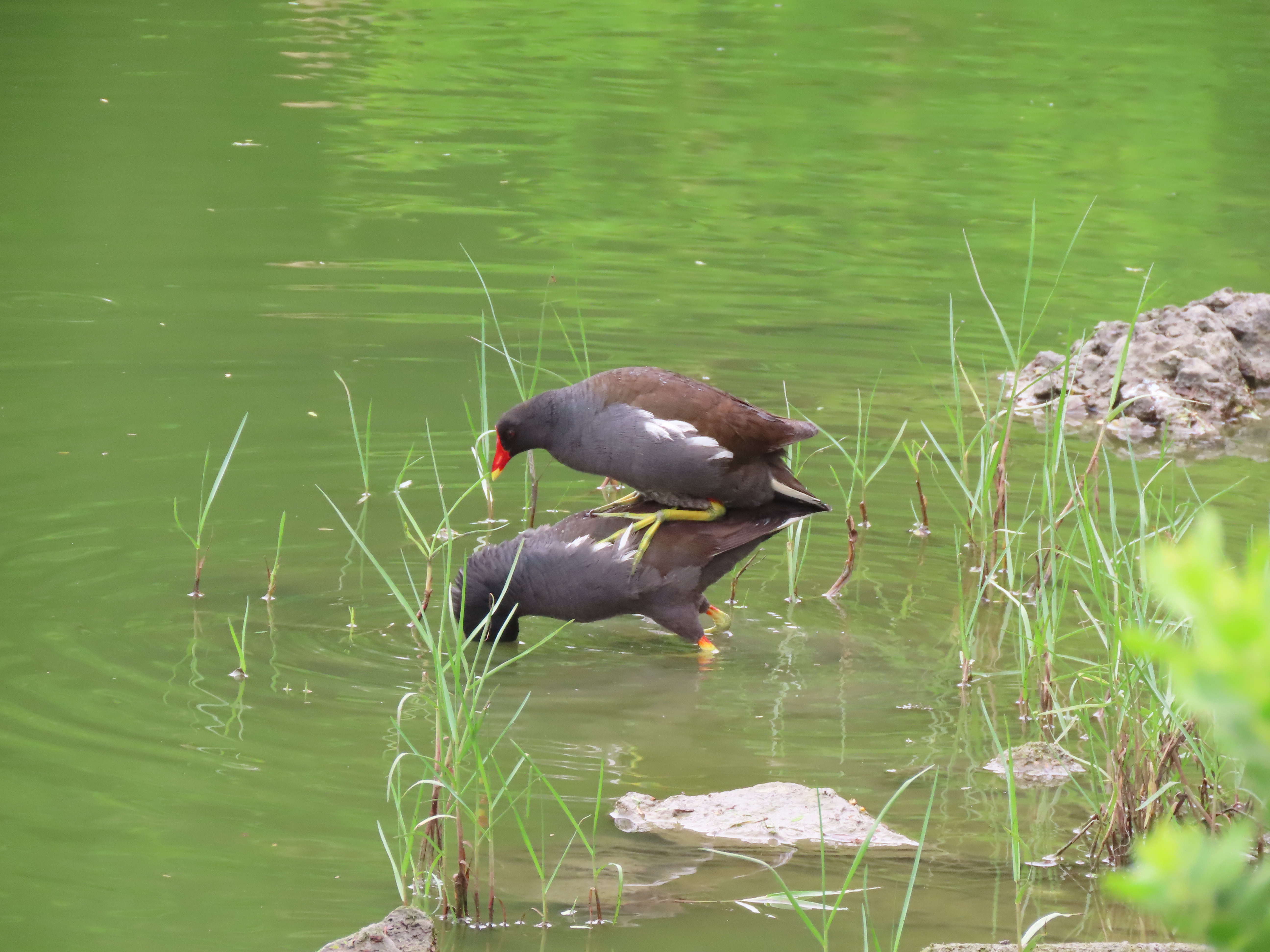The campus romance of a common moorhen couple in Hainan