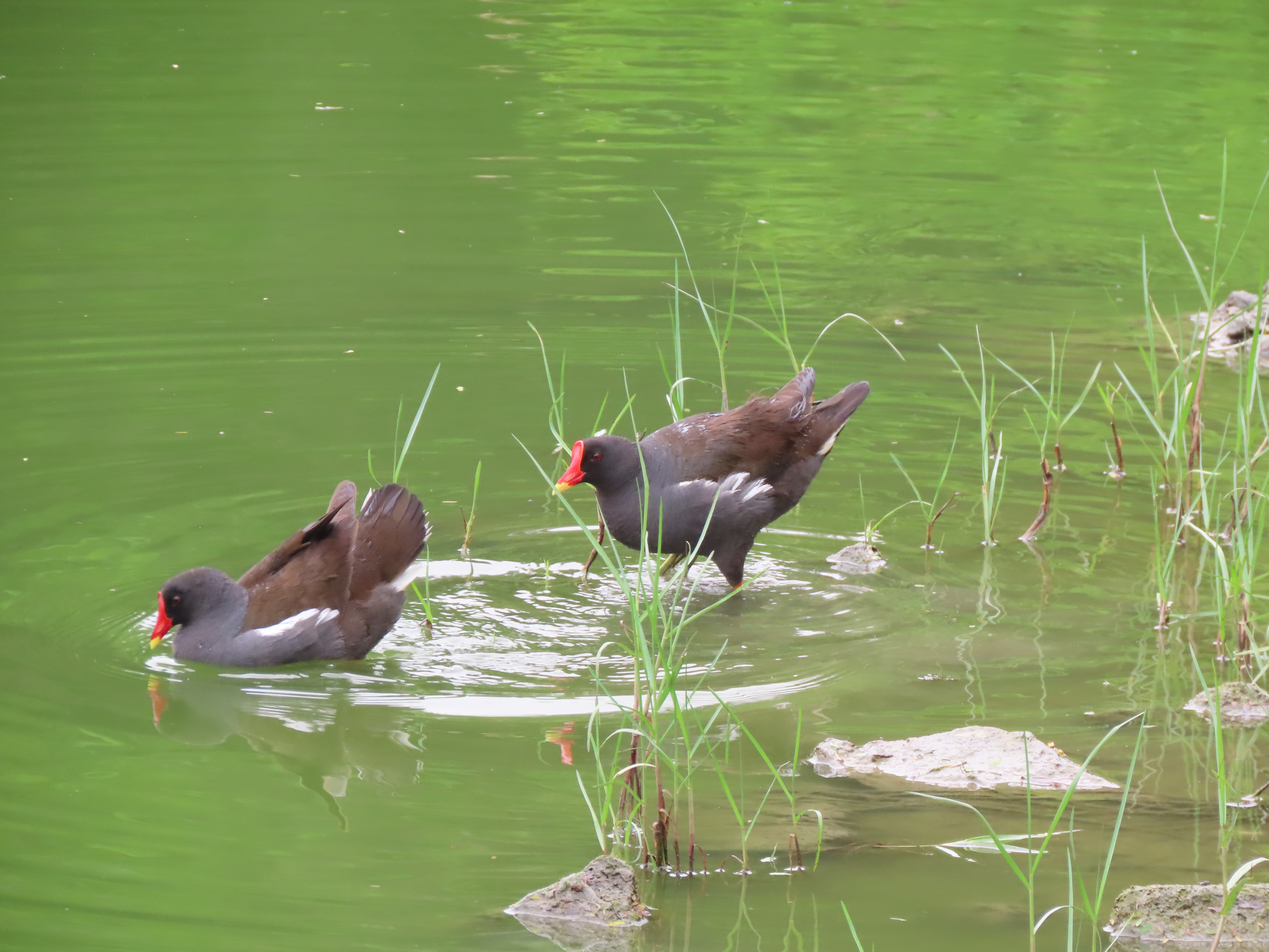 The campus romance of a common moorhen couple in Hainan