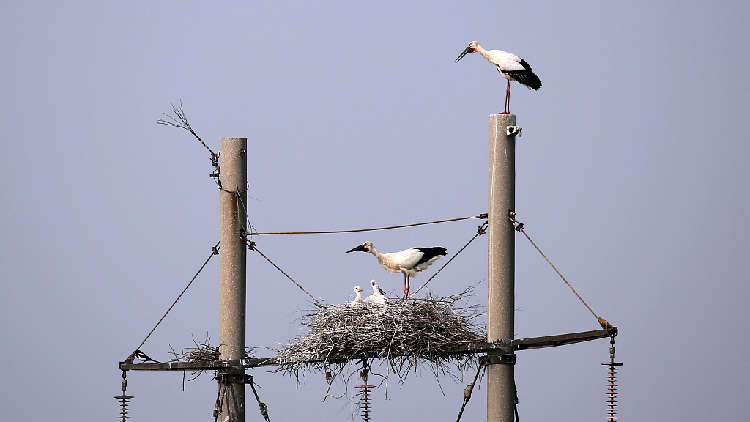 Storks Intots Live: Oriental white storks enter peak incubation period in Dongying - CGTN