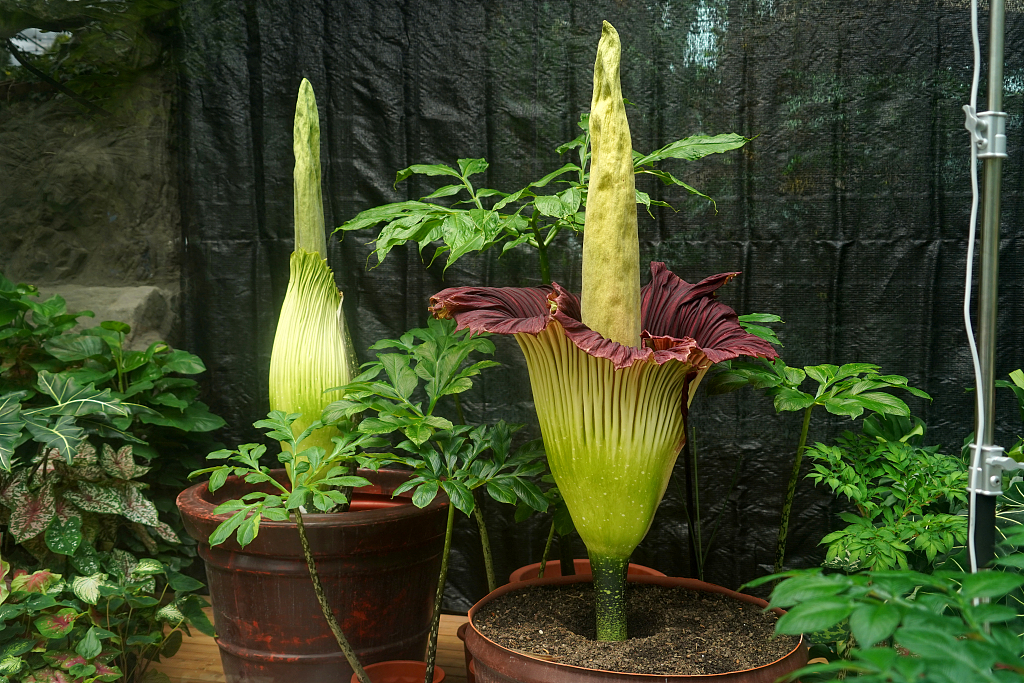 Rare giant corpse flower blooms in China National Botanical Garden, July 22, 2022. /CFP