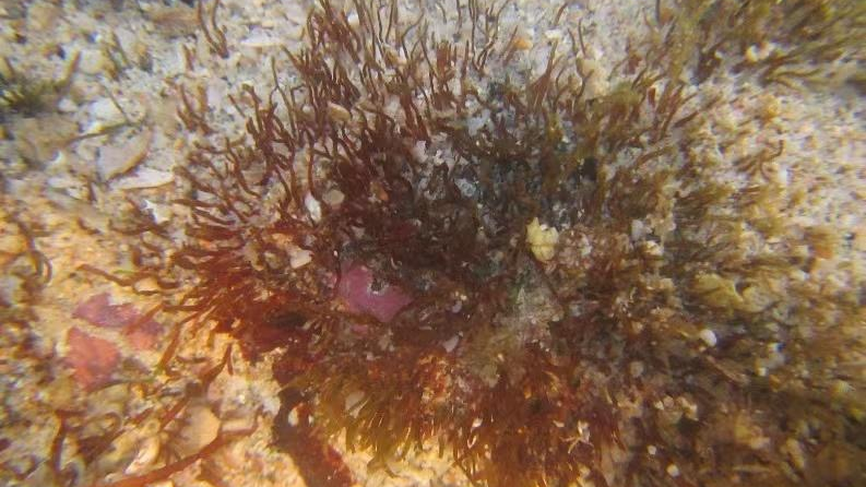 Gracilaria tsengii in the sea. /Courtesy of the Institute of Oceanology, Chinese Academy of Sciences