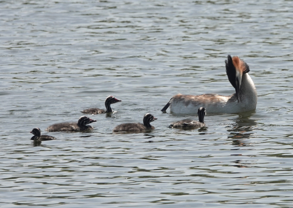 Great crested grebe parents take good care of their babies