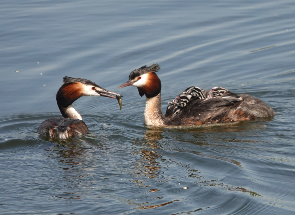 Great crested grebe parents take good care of their babies
