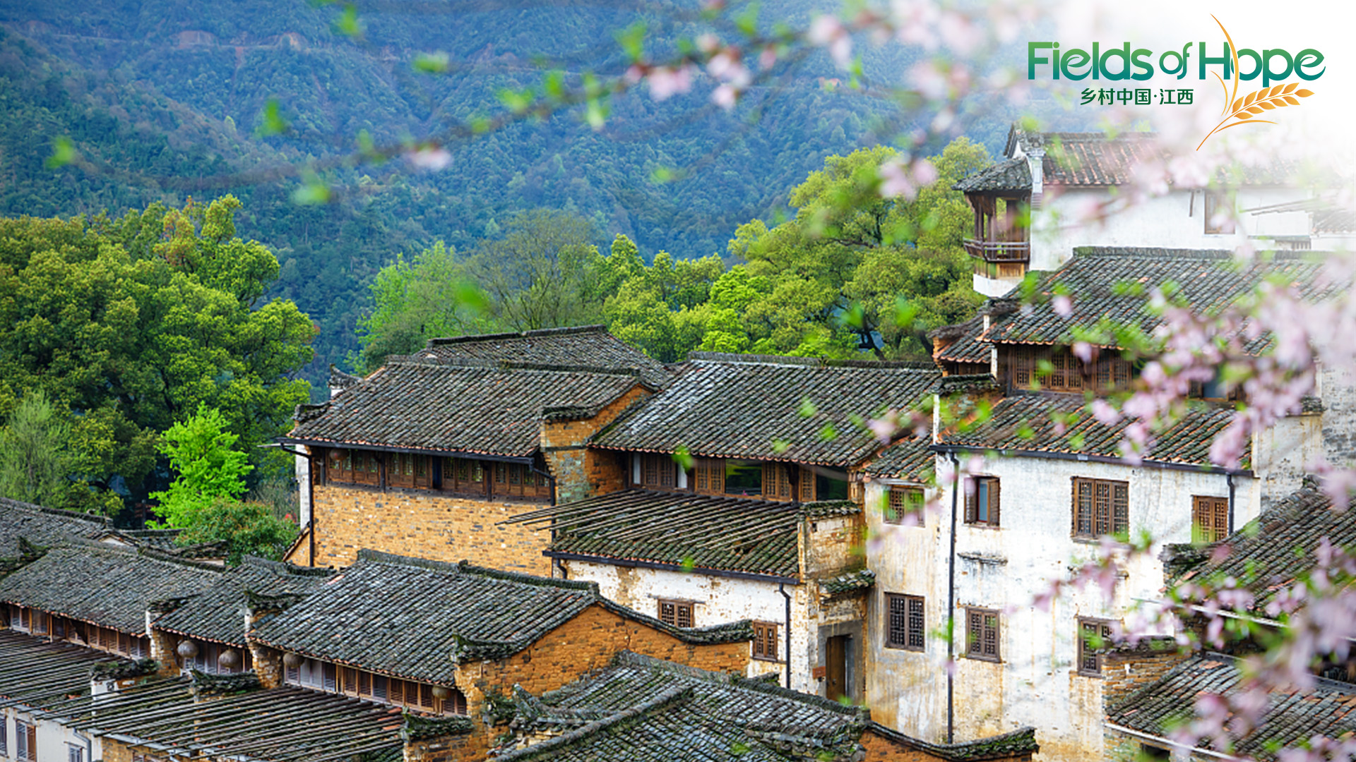 Live: A glimpse of Huangling Village, a pearl enveloped by lush mountains 
