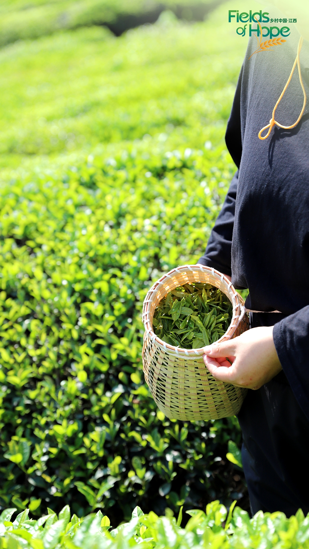 The solar term Guyu signals the end of spring. At this time of year, local tea farmers are busy harvesting the leaves before placing them outside to bask and dry in the warm sunshine. /CGTN