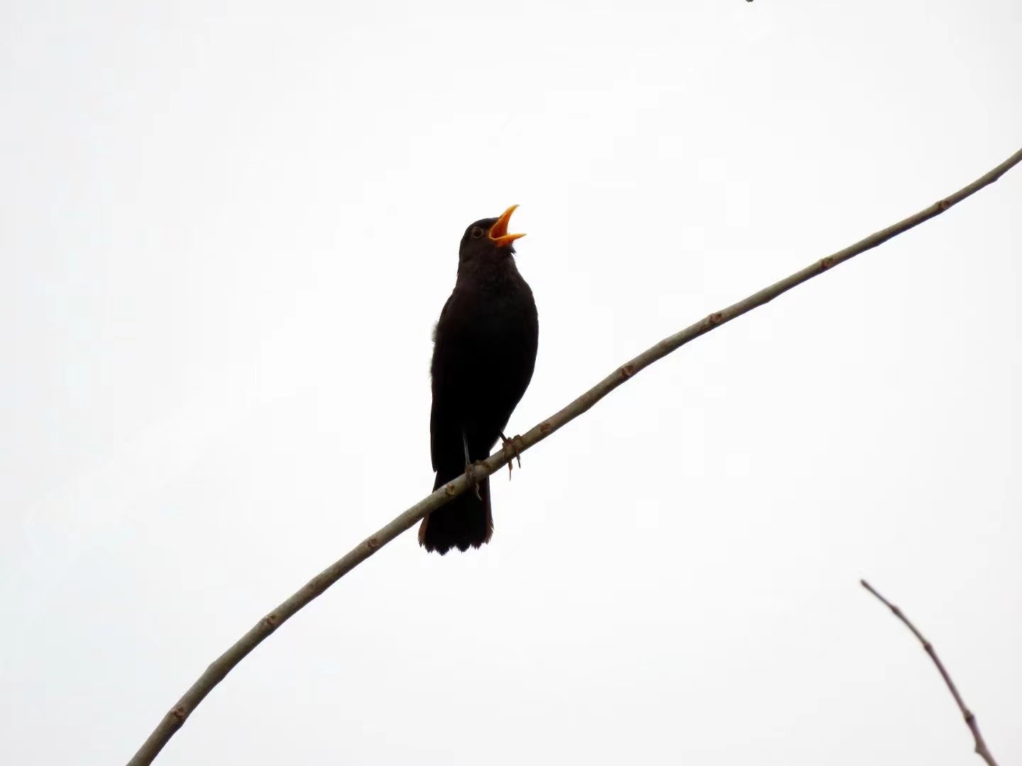 A singing Chinese blackbird.
