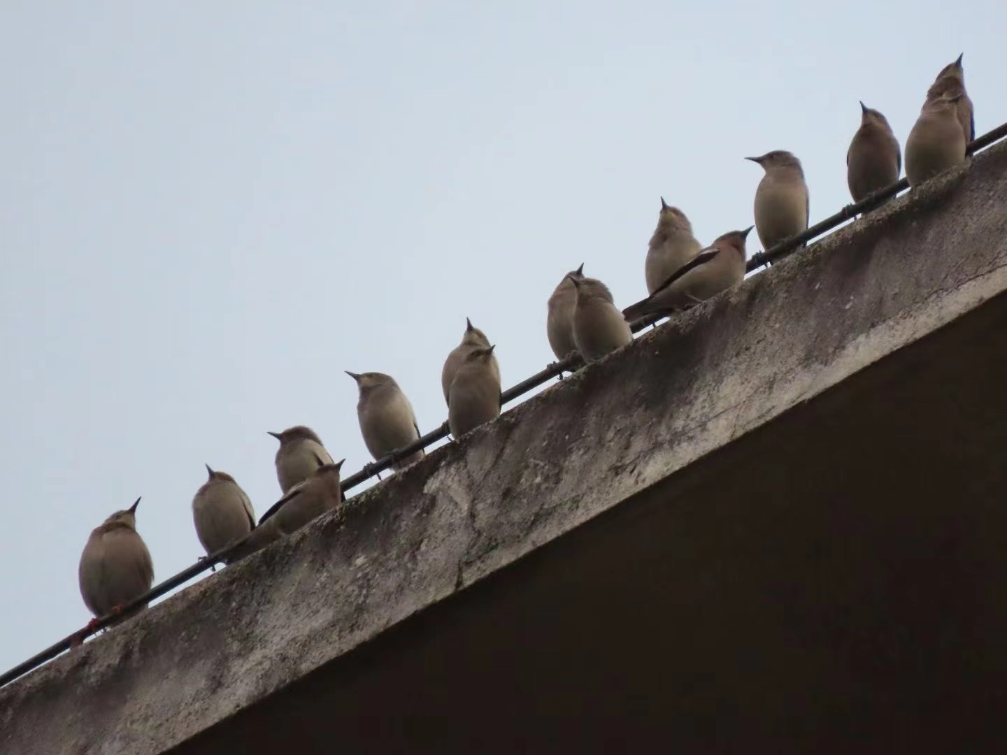 A flock of white-shouldered starlings perches on the roof of a building near the lake, preparing for an early morning flight to the mountainous area in the distance. Every night, the birds return and rest on the trees surrounding the lake.