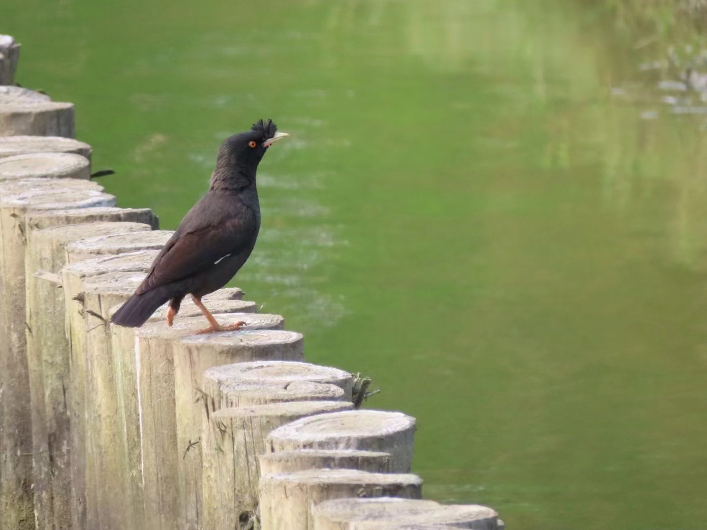 A crested myna that appears to have survived a claw amputation is found around the lake. 